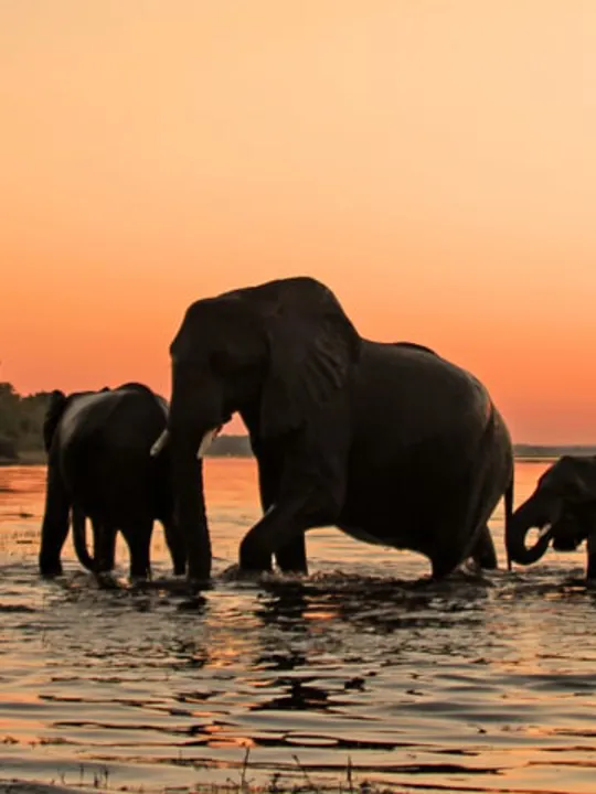 A herd of elephants wading through water at sunset, silhouetted against an orange sky in Botswana.